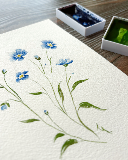 Myosotis