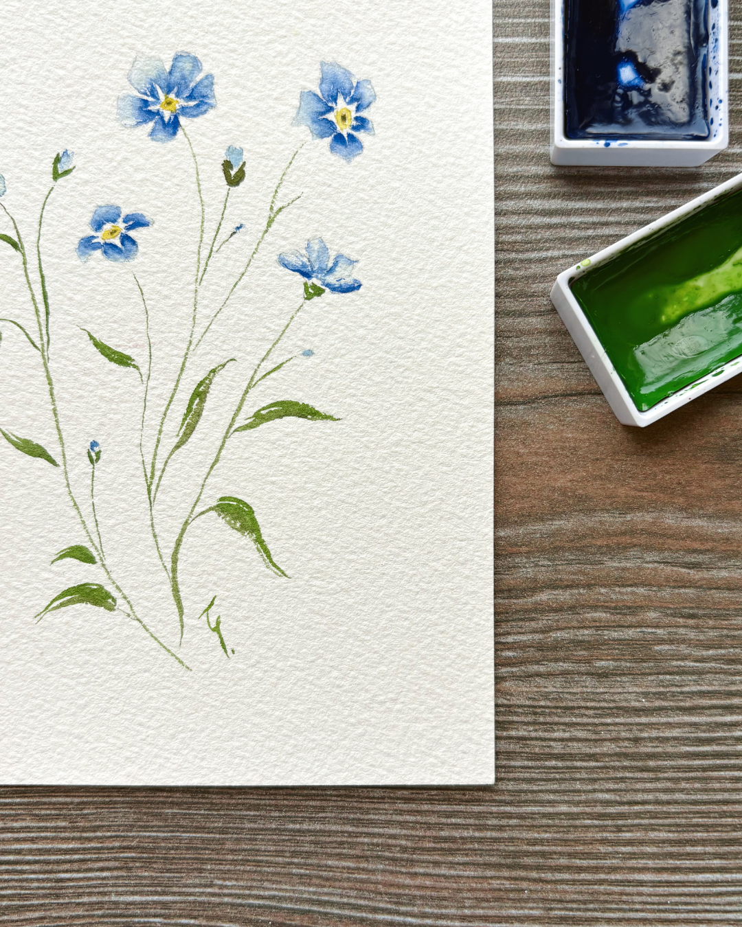 Myosotis