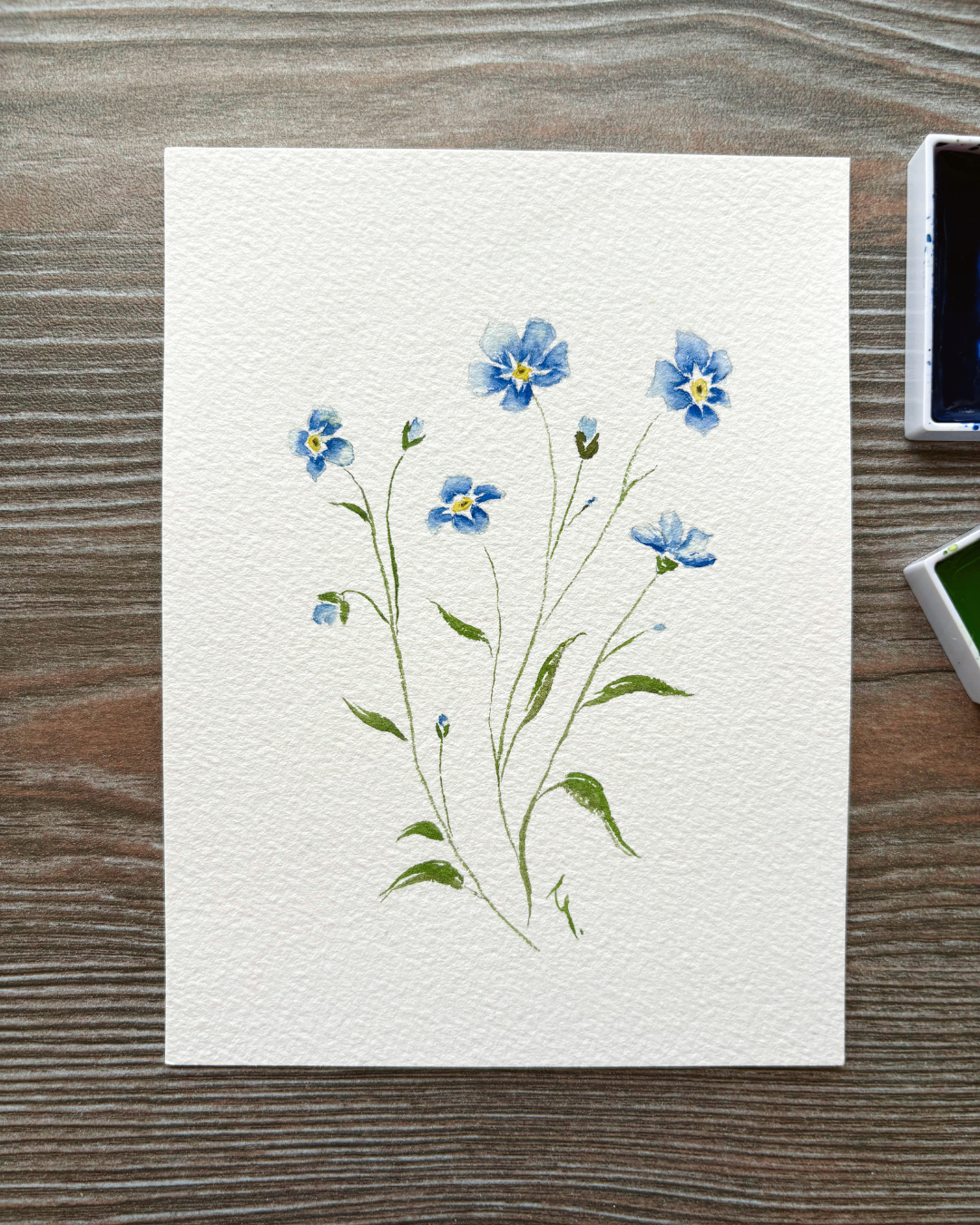 Myosotis