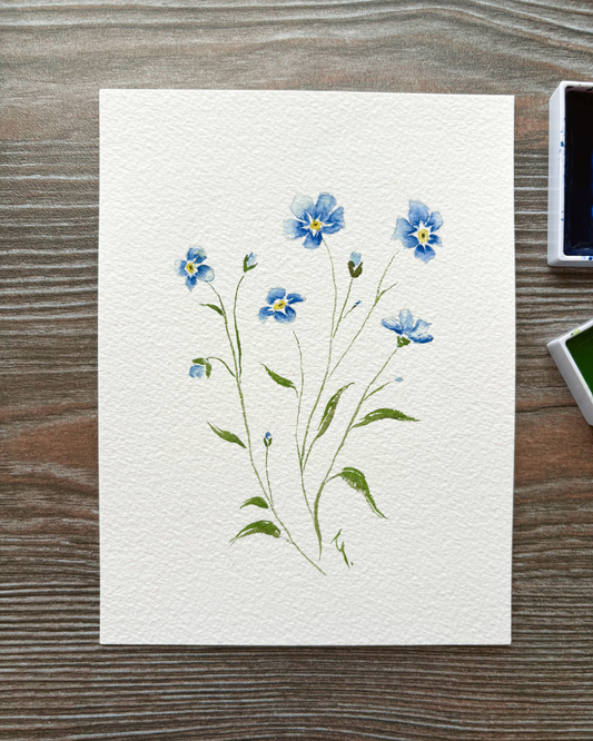 Myosotis