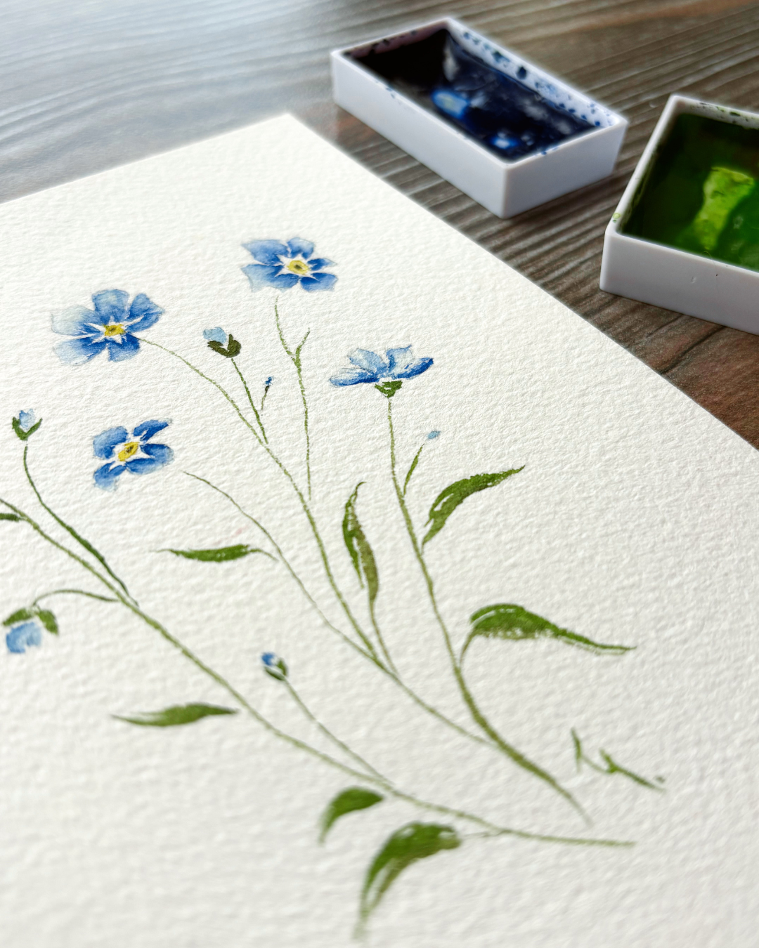 Myosotis